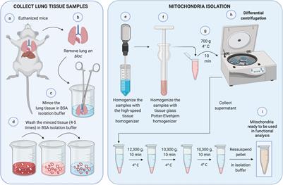 Isolation of Mitochondria From Fresh Mice Lung Tissue